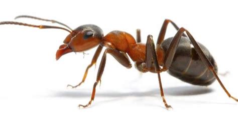 螞蟻代表什麼